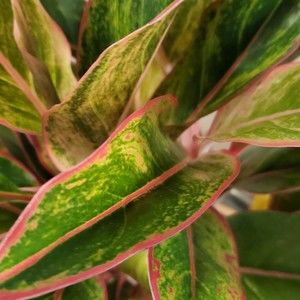 Meet your Posher, Kenna